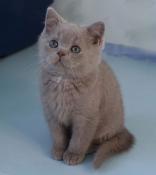 Superbe chaton british lilac yeux bleutés