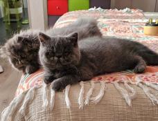 3 beaux chatons exotic shorthair et persan au pairi daeza