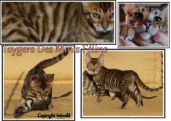 Rare chatons toyger  reserver