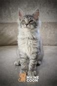 Vends  chatons maine coon loof / maine coon corp