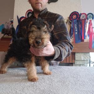 Chiot mle welsh terrier