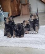 Chiots apparence spitz allemand