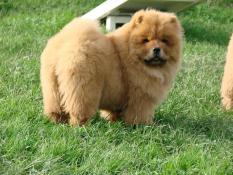 Chiots chow chow