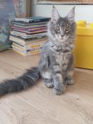 Chatons maine coon  rserver