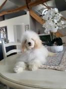 Chiot d'apparence caniche toy mle blanc