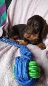 Chiots apparence teckel kaninchen poil dur