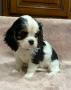 chiots Cavalier King Charles Spaniel disponibles