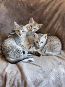 Magnifique chatons mau egyptien