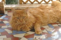 Ustaritz chat maine coon loof
