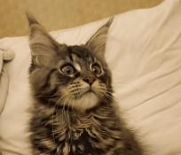 Vritables chatons maine coon loof