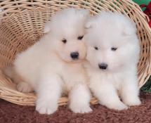 Chiots d apparence samoyede a reserver