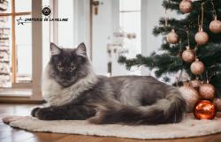 Superbe mle maine coon loof qualit expo pour saillie