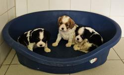 Vente chiots cavalier king charles