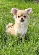 Apparence chihuahua poil long