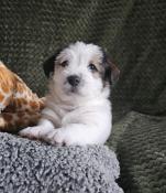 Vends chiots jack russell terrier