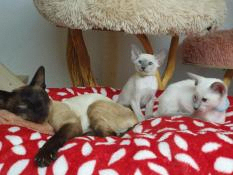 Rare, chatons mles purs siamois disponibles. loof.