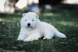 Adorables chiots samoyede lof