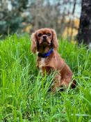 Chiot cavalier king charles ruby