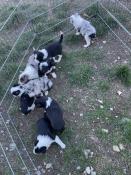 5/8 chiots apparence border collie ns  l'levage professionnel