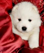 Superbes chiots samoyede lof, parents tests (type ours)