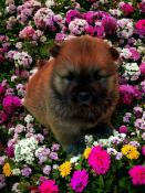 Chiot chowchow