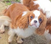 Chiot cavaliers king charles