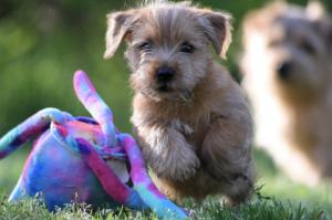 Chiot mle  apparence norfolk terrier