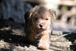 Chiot femelle  apparence norfolk terrier