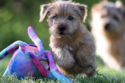 D apparence norfolk terriers