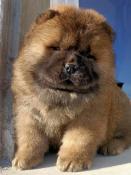 Chiot chow chow lof