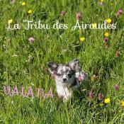 Chiots d'apparence chihuahua