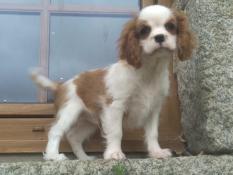 Chiot apparence cavalier king charles
