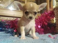 Chiots chihuahua poil court lof