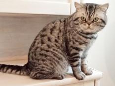 Jeune adulte british shorthair black silver spotted tabby