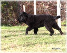 Chiots d'apparence  berger allemand poil long ancien type
