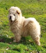 Chow chow disponible