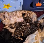 Chatons bengals  rserver