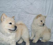 3 chow chow mles