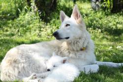 Chiots berger blanc suisse label or
