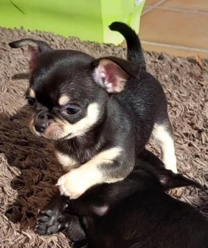 Chiot mle chihuahua  poil court