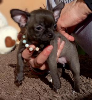 Chiot femelle chihuahua  poil court