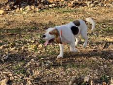 Femelle beagle tricolore 18 mois
