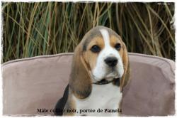 Superbe chiot beagle lof de 2 mois
