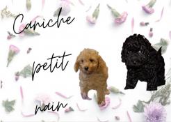 Superbes chiots apparence  caniche nains et toys