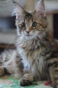 Chatons maine coons loof disponibles, ns le 25/12/2023