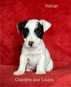 Disponible 1 mle jack russell lof