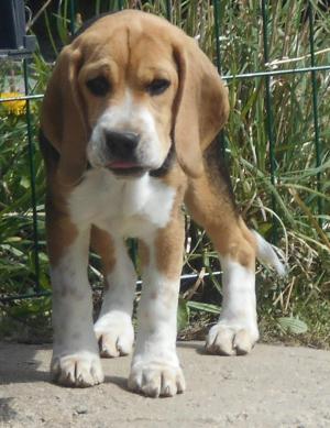 Chiot femelle beagle