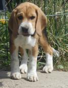 Chiot femelle beagle 3 mois lof  vendre