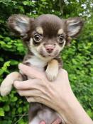 Apparence chihuahua poil long