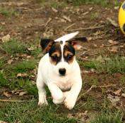 Magnifiques chiots apparence jack russell